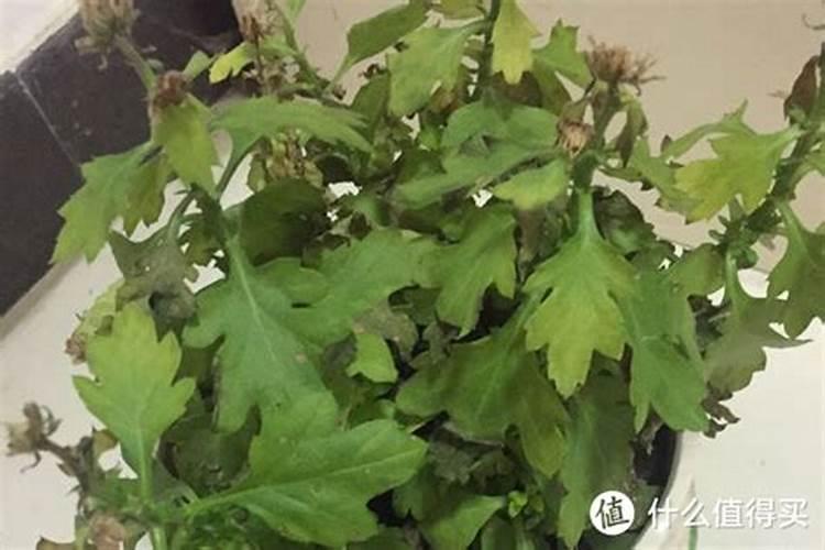 苹果小叶病(缺锌)的特征是什么？