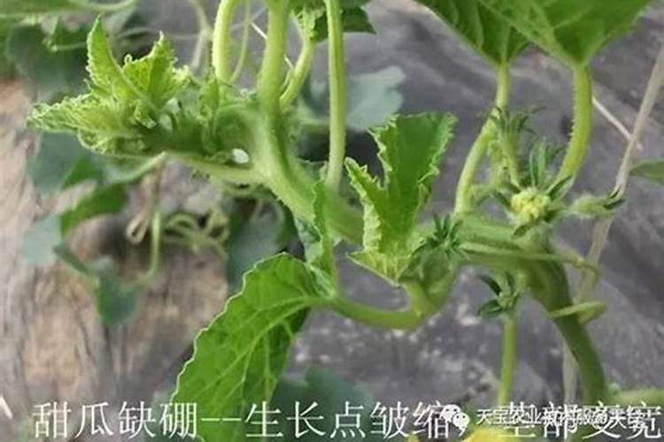 植物缺硼会怎样