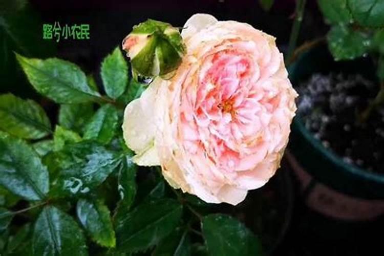 月季的施肥时间及方法