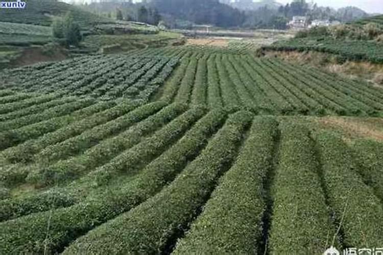 安基酸给果树打药稀释多少