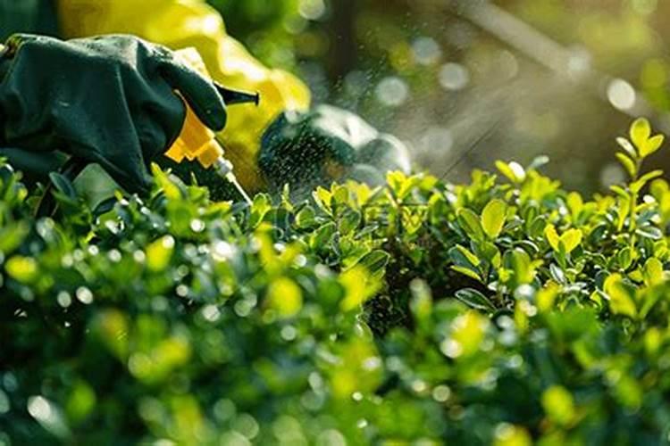 黄杨树盆栽怎样种植？