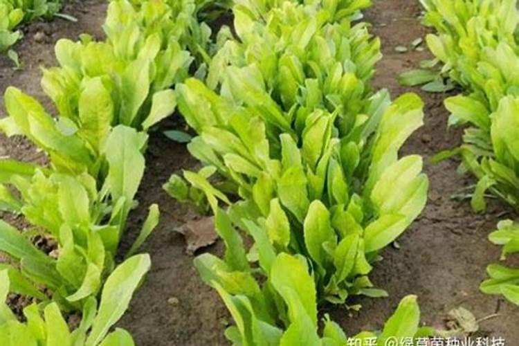 菊苣的生长周期是多长时间