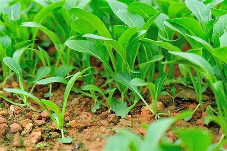 菊苣牧草养羊好吗