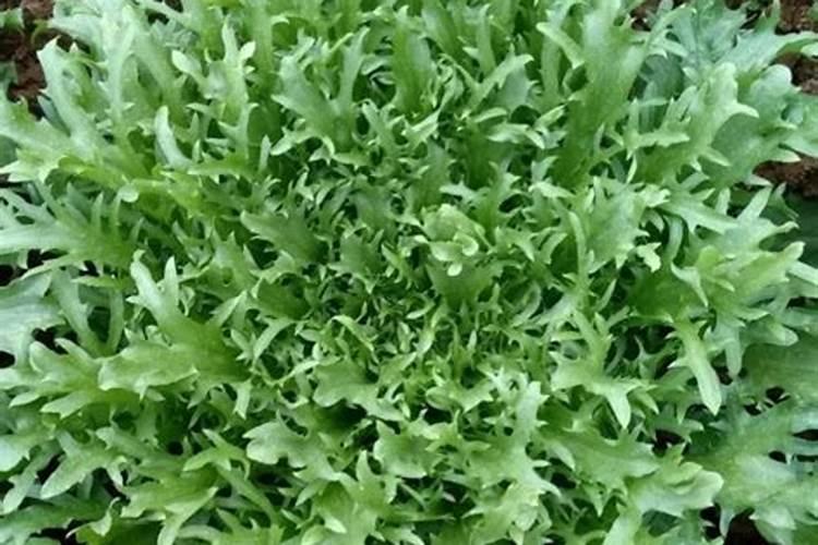 菊苣的水培菊苣菜种植方法和时间 菊苣的水培菊苣菜种植方法和时间是什...