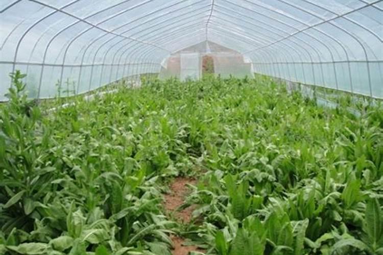 菊苣的生长周期是多长时间