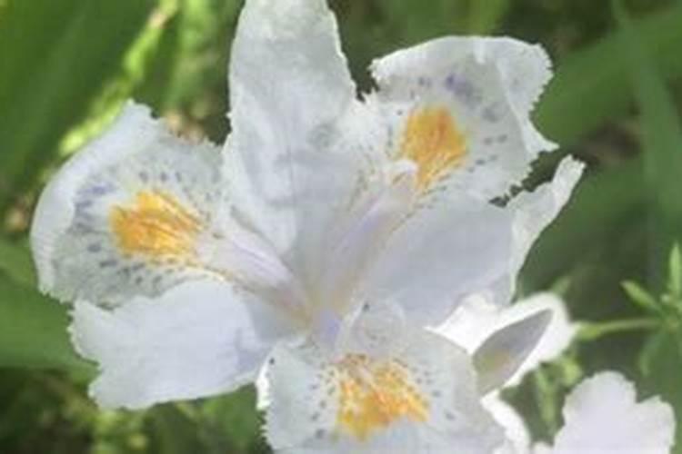 新买的蝴蝶花怎么养