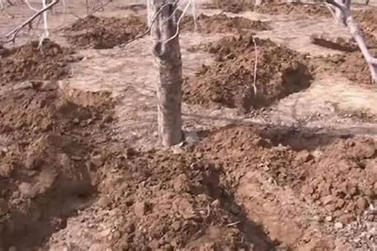 什么叫不开沟施肥 几个优点让果农爱上这个方法