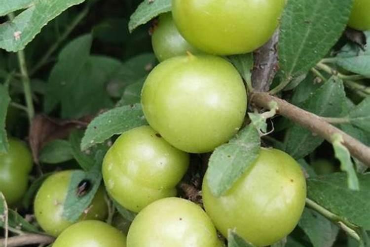 一亩水面用多少生石灰最好