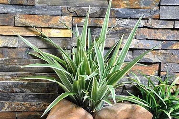 绿化专用的有机肥能用在蔬菜吗,怎么个用法？