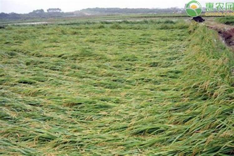 山楂椒怎么施肥最好