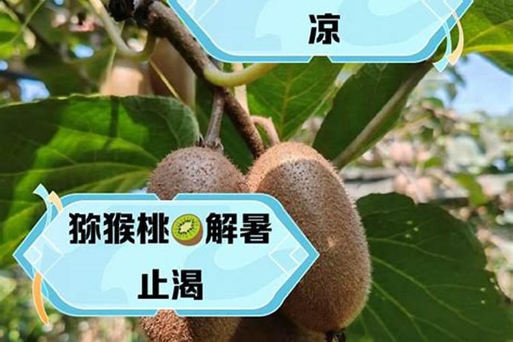 猕猴桃的种植与管理