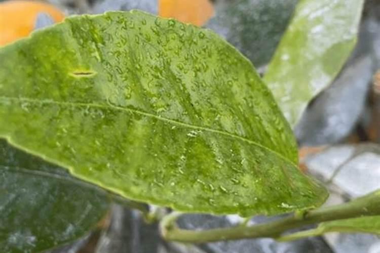 沃柑花芽分化打什么药