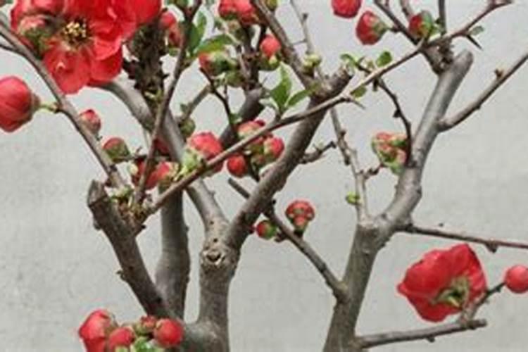 红梅的养殖方法和注意事项,喜微碱性土勤浇水