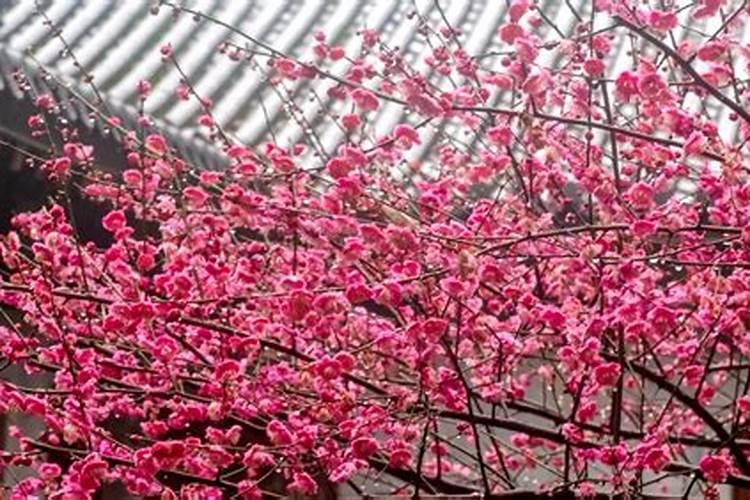 盆景红梅用什么肥