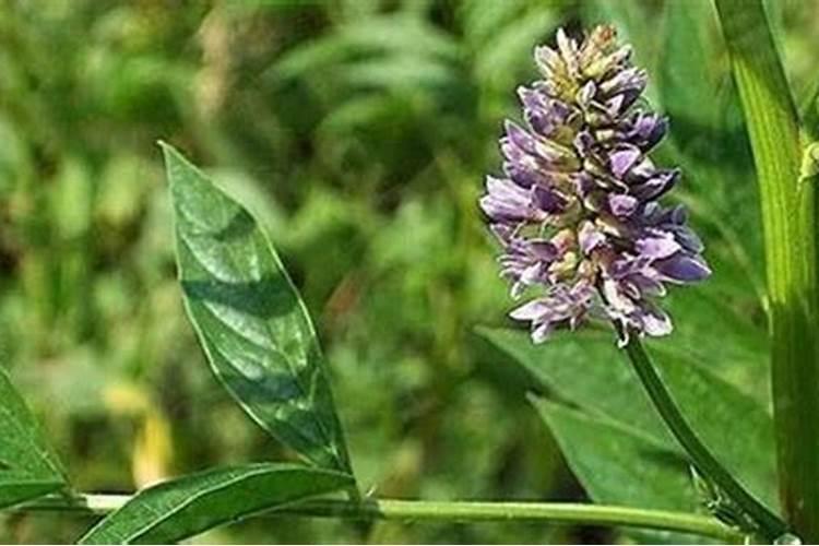 甘草的田间管理和施肥要点的介绍