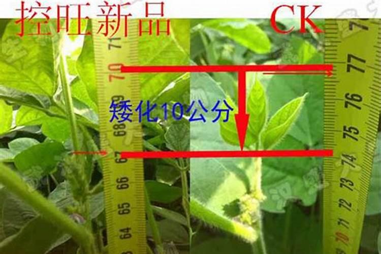 80%胺鲜酷甲哌鎓个大豆盛花期控旺熊加中量元素水溶肥吗