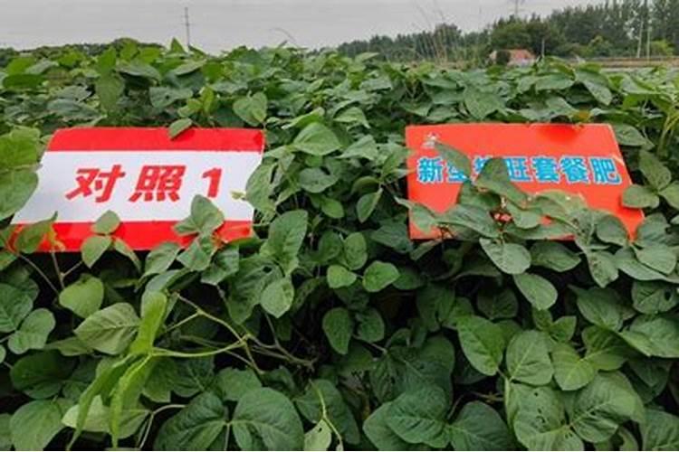 大豆盛花期适合喷施哪种控旺