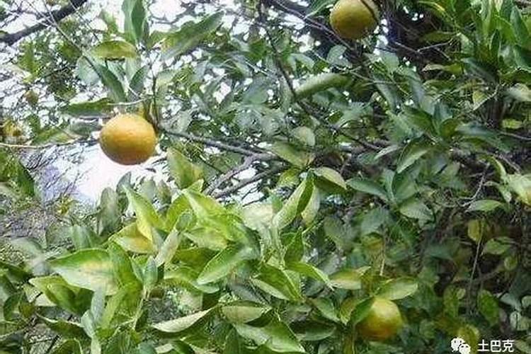 柑橘开花前打什么药