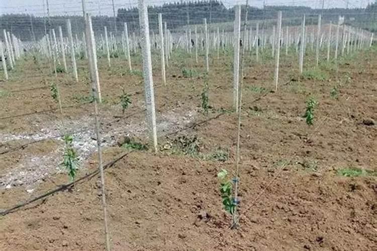 百香果如何做好水肥管理？百香果花期施什么肥才能结果？