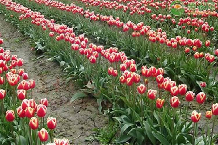 藏红花的栽培养护方法？