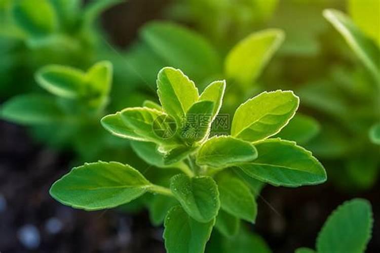 玉米苗后除草剂能用于10叶以上