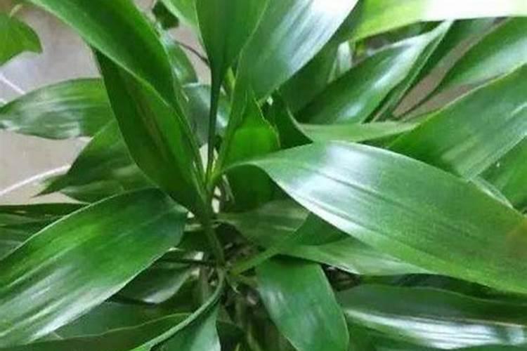 钾肥养花使用方法