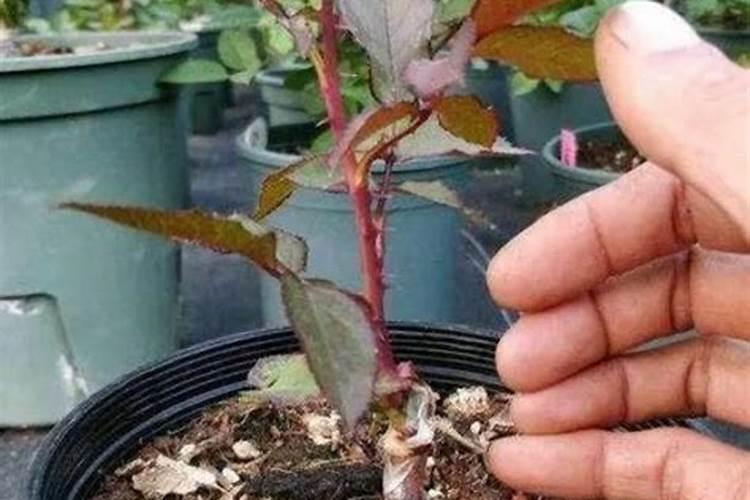 嫁接苗成活后怎样管理？