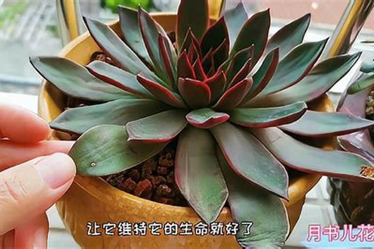 多肉要施什么肥合适