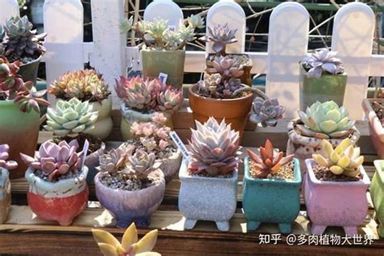 怎样给多肉施肥