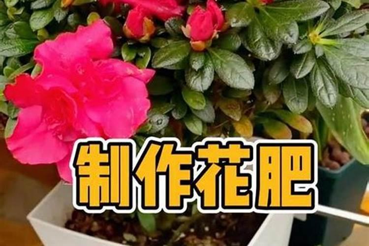 菊花花期能喷硼肥吗？