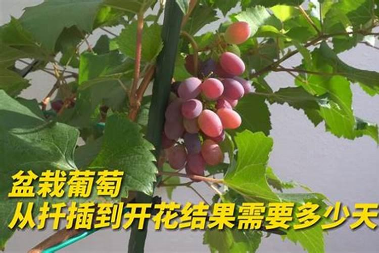 榴莲含什么营养成分