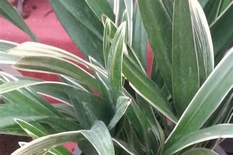 氨基酸水溶肥跟腐殖酸水溶肥区别在哪里