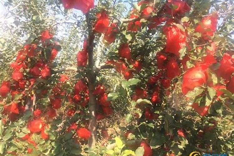 苹果树施肥时间,用什么水溶肥好