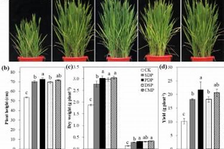 水稻施磷肥有什么作用