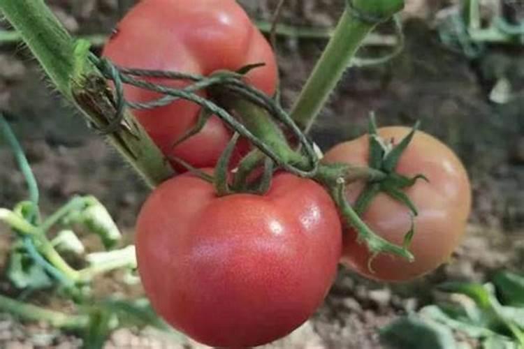 番茄膨果期追肥用什么肥料好？番茄座果期冲施什么肥料好？