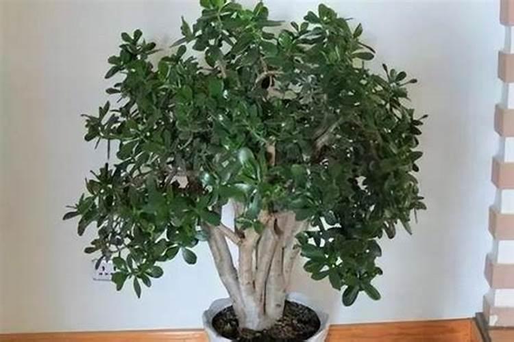 玉树“施肥”小窍门,抓把小玩意撒盆里,枝干粗叶油绿!