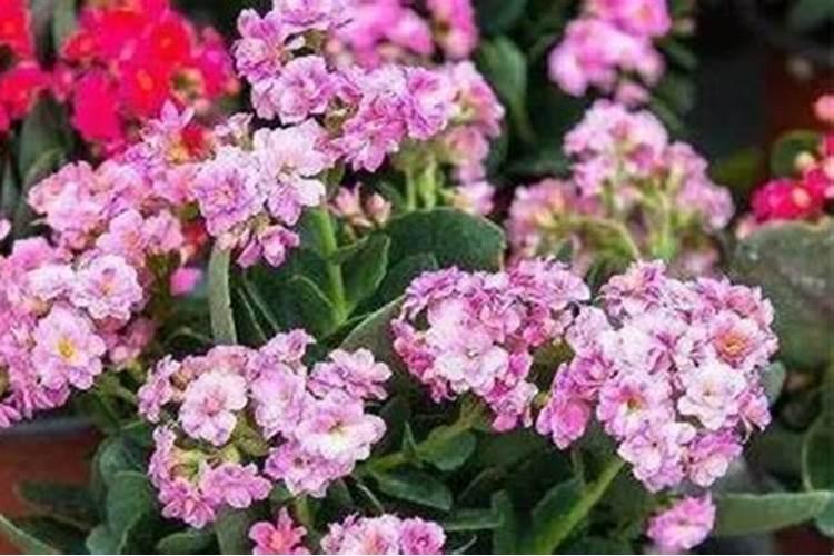 想要给盆栽的长寿花催花苞,用什么肥料比较好？