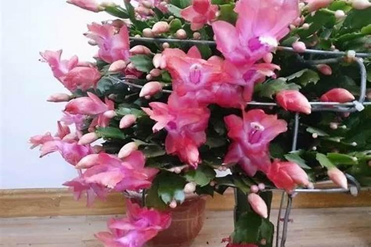 高钾肥适合浇什么花