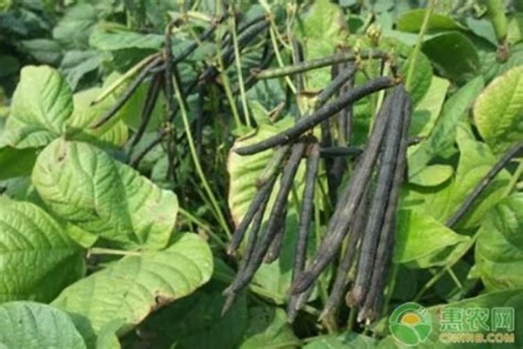 种绿豆用什么肥料好 施肥方法有哪些