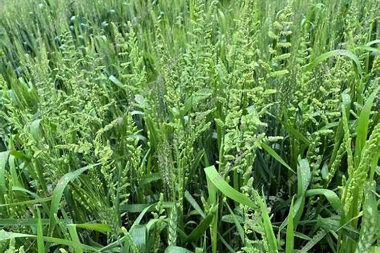 麦田浇水后多久撒施硝酸磷钾肥好