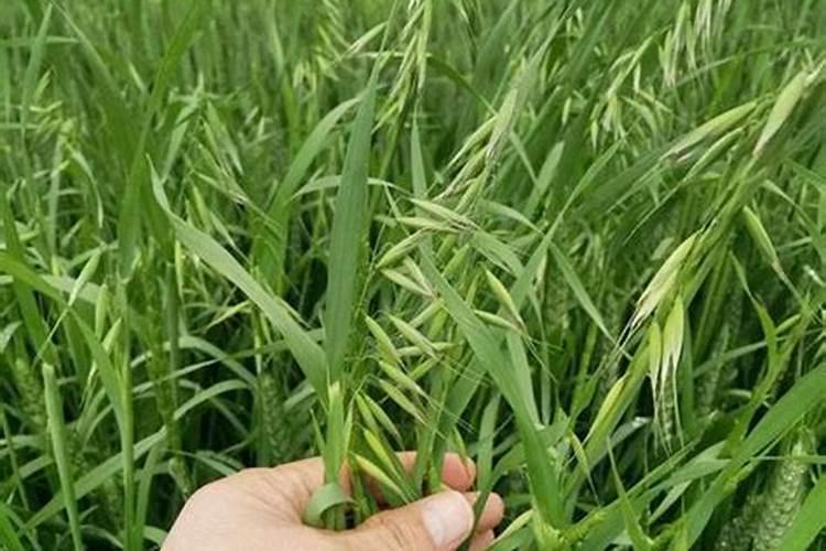 小麦返青后浇水能撒施钾肥吗？