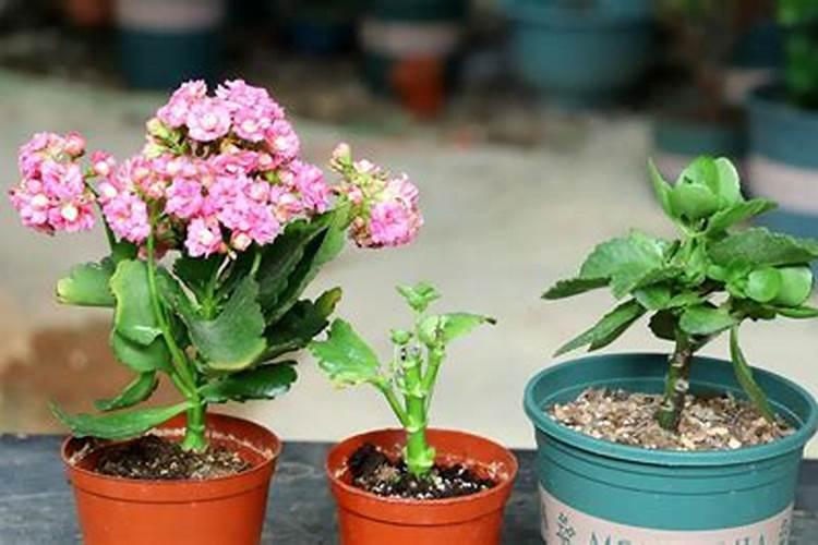 水稻最常用的肥料