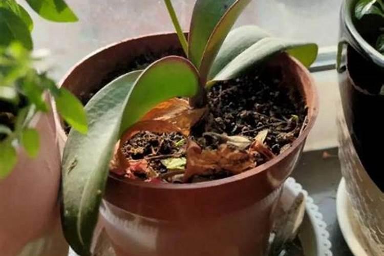 蝴蝶兰叶面喷肥效果不好的原因