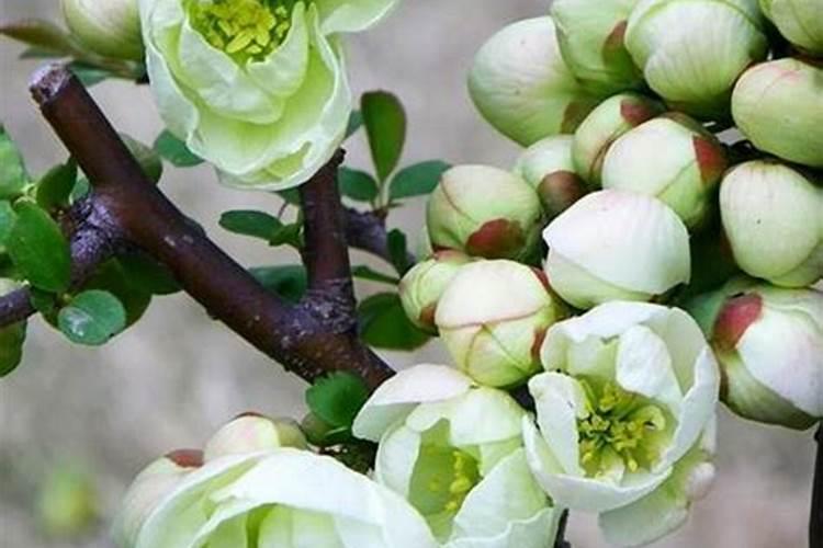 怎样给海棠施氮肥