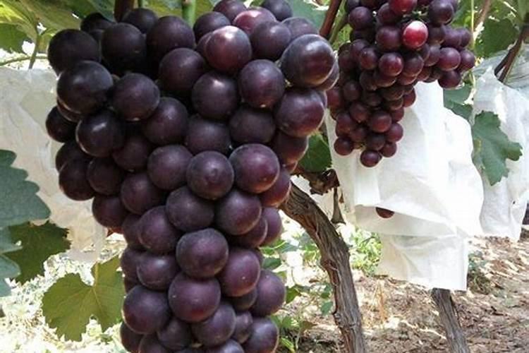 葡萄养根什么水溶肥好？答案在下文