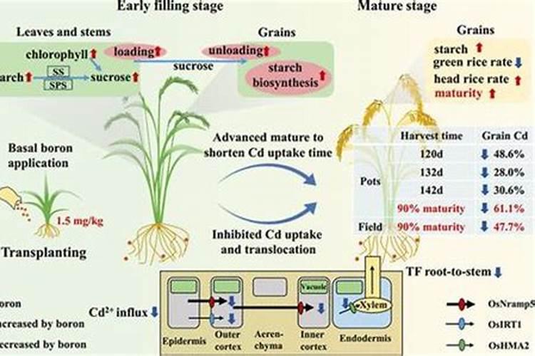 水稻喷施硼肥有什么作用？