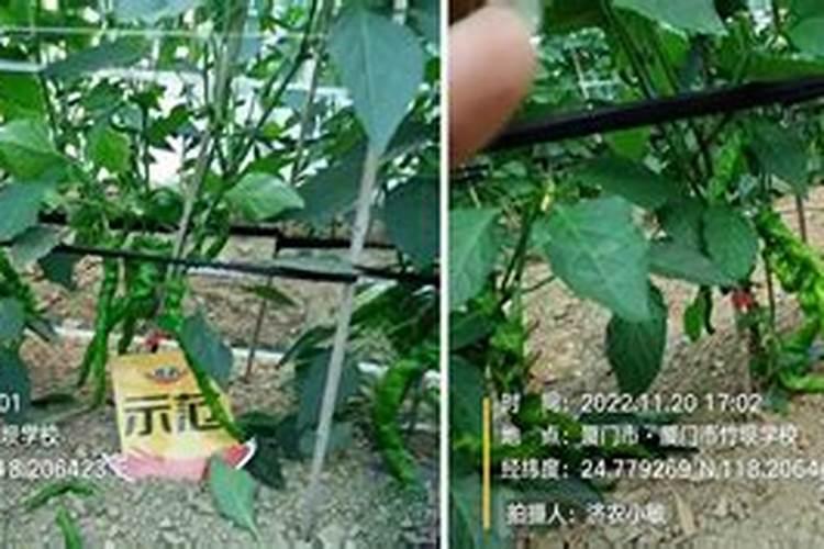 辣椒移栽后用什么肥提苗