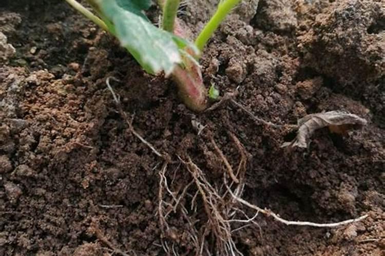 用什么肥料使植物在发芽期长得又粗又壮？