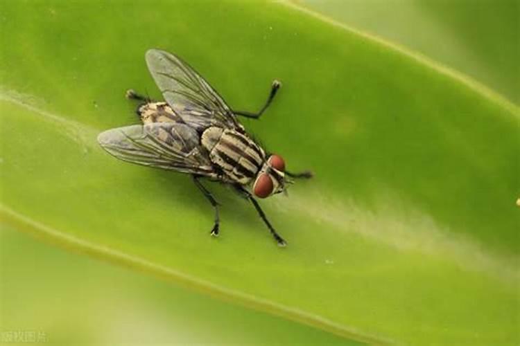 鱼肠埋土里会生蛆吗