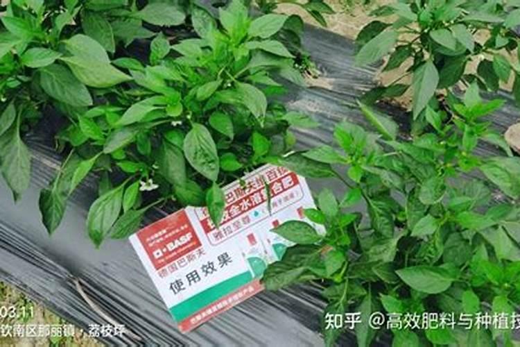 辣椒可不可以用高氯肥料种植